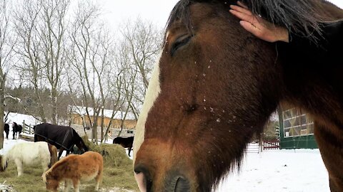 Clydesdale horse becomes sleepy as he enjoys a head massage