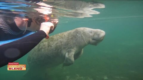 Snorkeling with Manatees | Morning Blend