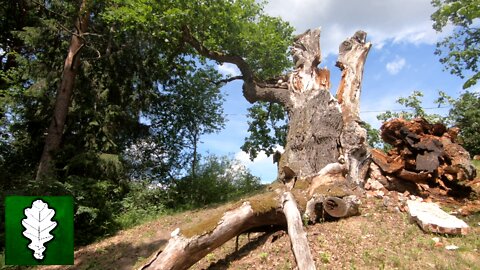 Simanenu holy oak strucken by lightning - again and again, Latvia