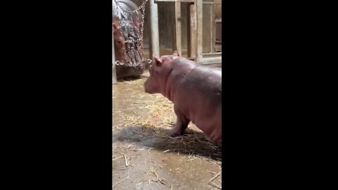 Cincinnati Zoo's Fritz the hippo meets sister Fiona for first time