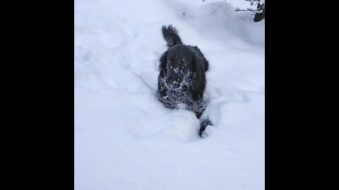 Mouse hunting by a Flatcoated Retriever