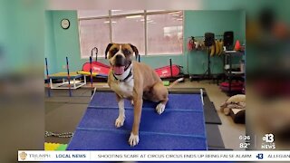 Pet of the week: 5-year-old Boston Belle