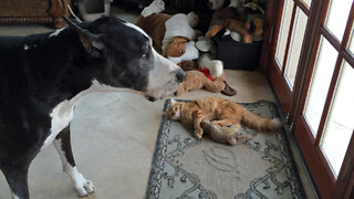 Great Dane Sings To Kitten Playing With Her Toy