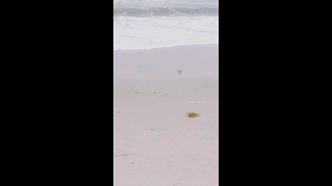 •Tumbleweed at the ocean 🪸🌊