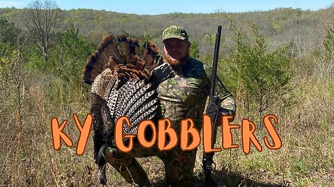 KY gobblers, sitting on scratch