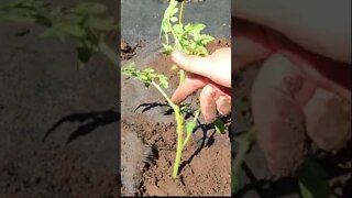 How To Plant Tomato Plants
