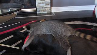 Unlikely animal friendship between elderly dog and baby raccoon