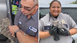 Police rescue kitten wandering Las Vegas highway