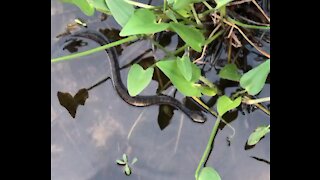 Florida Banded Water Snake