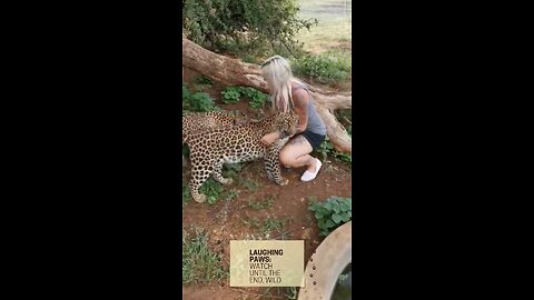 Woman Kiss Adorable Leopard Cubs: A Wildlife Moment #shorts #wild #funny #amazing #viral