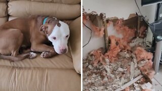 Dog Suffering From Separation Anxiety Totally Destroys Home