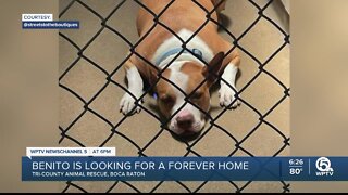 Dog at Tri-County Animal Rescue for more than 2 years still looking for forever home