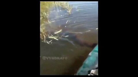 Sucuri tenta ataca homem no barco #shorts #youtube #perigoso