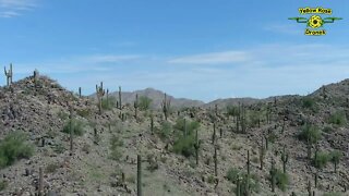 Flying a Drone Over A Hillside Covered With Saguaro Cactus Near Casa Grande AZ