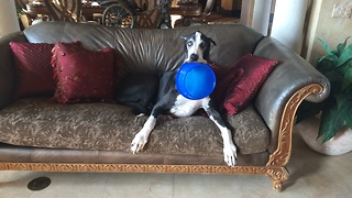 Funny Great Dane carries dog bowl around the house