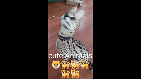 New Animal video.🐕🐶😺🐈🐈 Dogs & cats funny video short video #shortviral#viralshort#