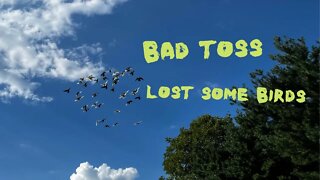 Lost Some Birds on a Short Toss