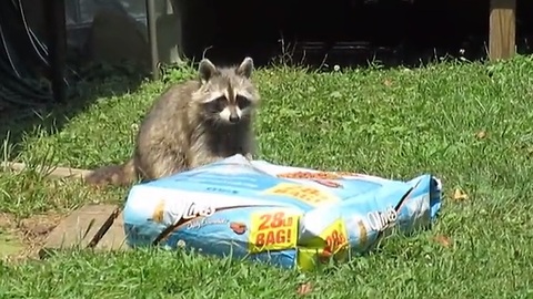 Hungry Raccoon Slowly Takes 28 Pounds Of Cat Food To His Hiding Place