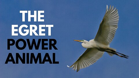 The Egret Power Animal