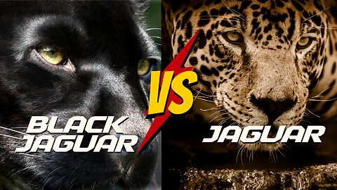 Jaguars vs Black Jaguars: Exploring the Differences and Similarities Between these Fascinating Cats