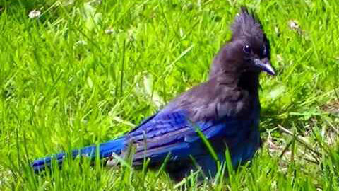 IECV NV #394 - 👀 Steller's Jay Sun Bathing In The Backyard🐦 6-11-2017