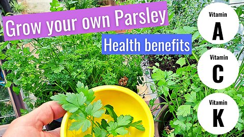 Grow your own Parsley at home for maximum health benefits