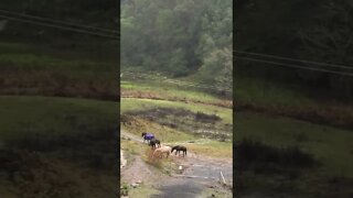 Horse herd staying close during flood