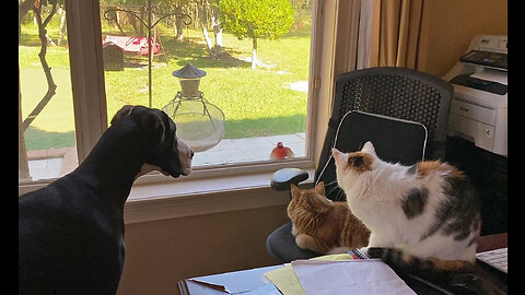 Great Dane & Cats Are Fascinated By Visiting Chirping Red Cardinal