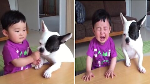 Baby cries when the dog takes the rice cracker