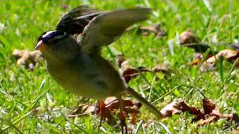 IECV NV #396 - 👀 White Crowned Sparrows And House Sparrows🐤 6-11-2017