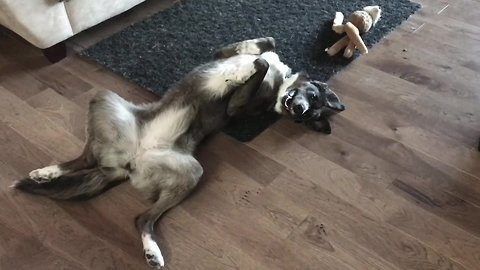 Puppy Gets Super Excited Over New Squeaky Toy