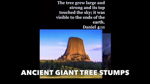 Ancient Giant Tree Stumps