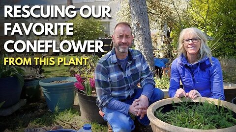 Saving Our Favorite Coneflower From Being Overgrown | Rescuing Plants 🌿