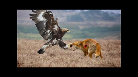Fierce Battle - Eagle Attack Fox In The Wild