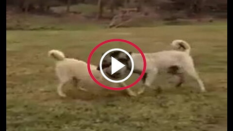 Young Kangal Shepherd Dog