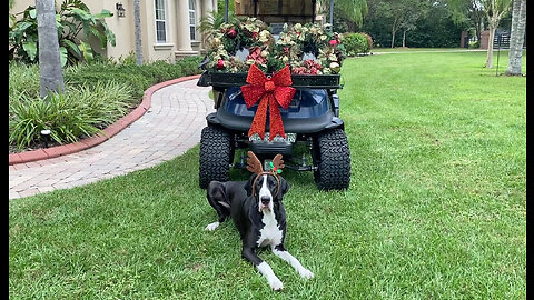 Great Dane Has Fun Proudly Prancing With Reindeer Antlers