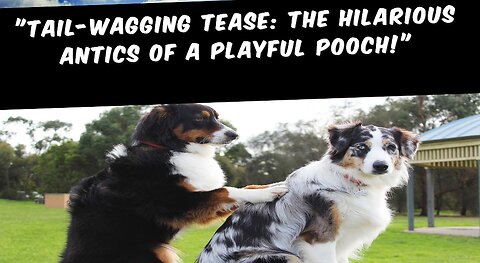 "Tail-Wagging Tease: The Hilarious Antics of a Playful Pooch!"
