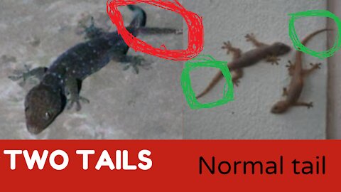 A lizard with two tails, interesting lizard having two tails