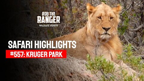 Safari Highlights #557: 08 & 09 September 2020 | Kruger National Park | Latest Wildlife Sightings