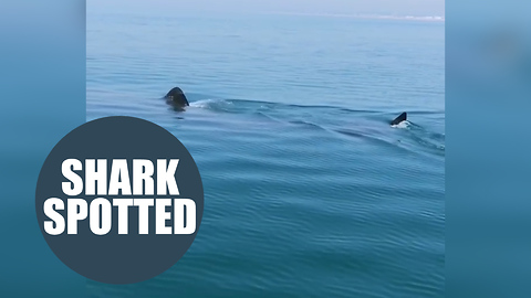 Huge 25ft basking shark caught on camera off British coast