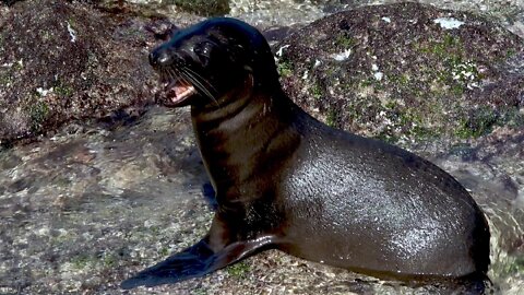 Baby Sea Lion With An Urchin Is Like A Puppy With A New Ball