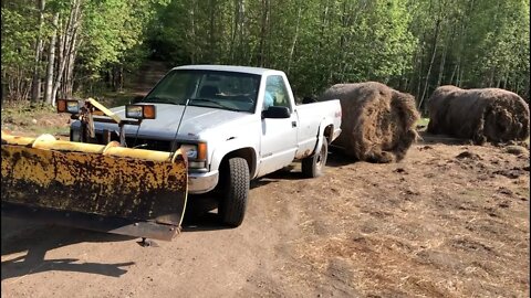 LOW-BUDGET FARMING | MOVING HAY WITH NO TRACTOR - Subsistence Farming Grass Fed Beef - Cattle.