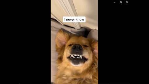 Super Funny Dog Videos