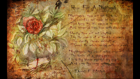 Rose for a Nightingale