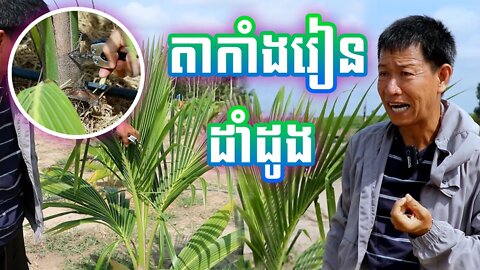 តាកាំងរៀនដាំដូង | ការលូតលាស់របស់ដំណាំដូង១ខែលាស់១ធាង | Chhun Kang's Coconut - KHMER AGRICULTURE