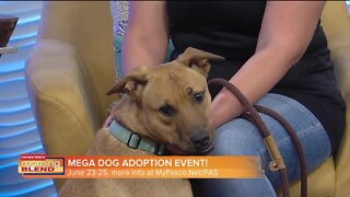 Pasco County Animal Services | Morning Blend