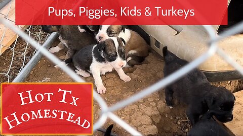 Pups, Piggies, Kids and Turkeys