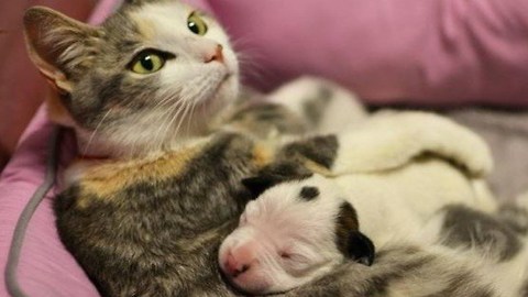 Cat Adopts Abandoned Puppy