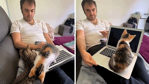 A Glimpse Into The Chaos Of Working From Home With Two Playful Cats