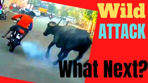 10 Most Shocking Animal Attacks On Humans | Why wild animals attack humans?